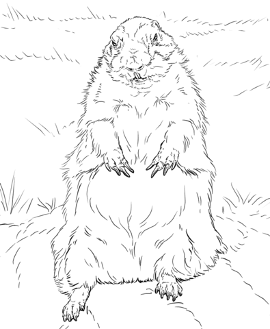 Groundhog Standing Up Coloring Page